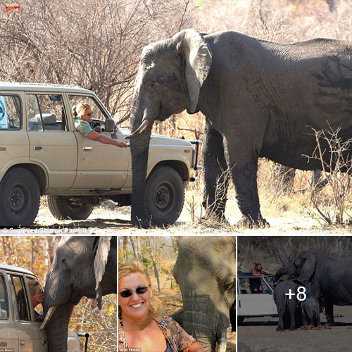 One Woman's 13-Year Adventure Living with African Elephants in Hwange ...